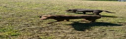 Labrador Retriever dogs for sale: Chocolate kc registered Labrador Fucge - Advert 7