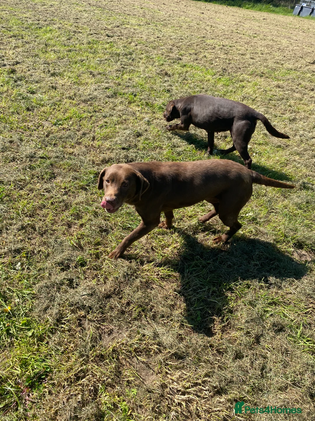 Labrador Retriever dogs for sale: Chocolate kc registered Labrador Fucge - Advert 7