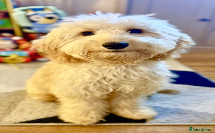 Cockapoo dogs - Advert 2