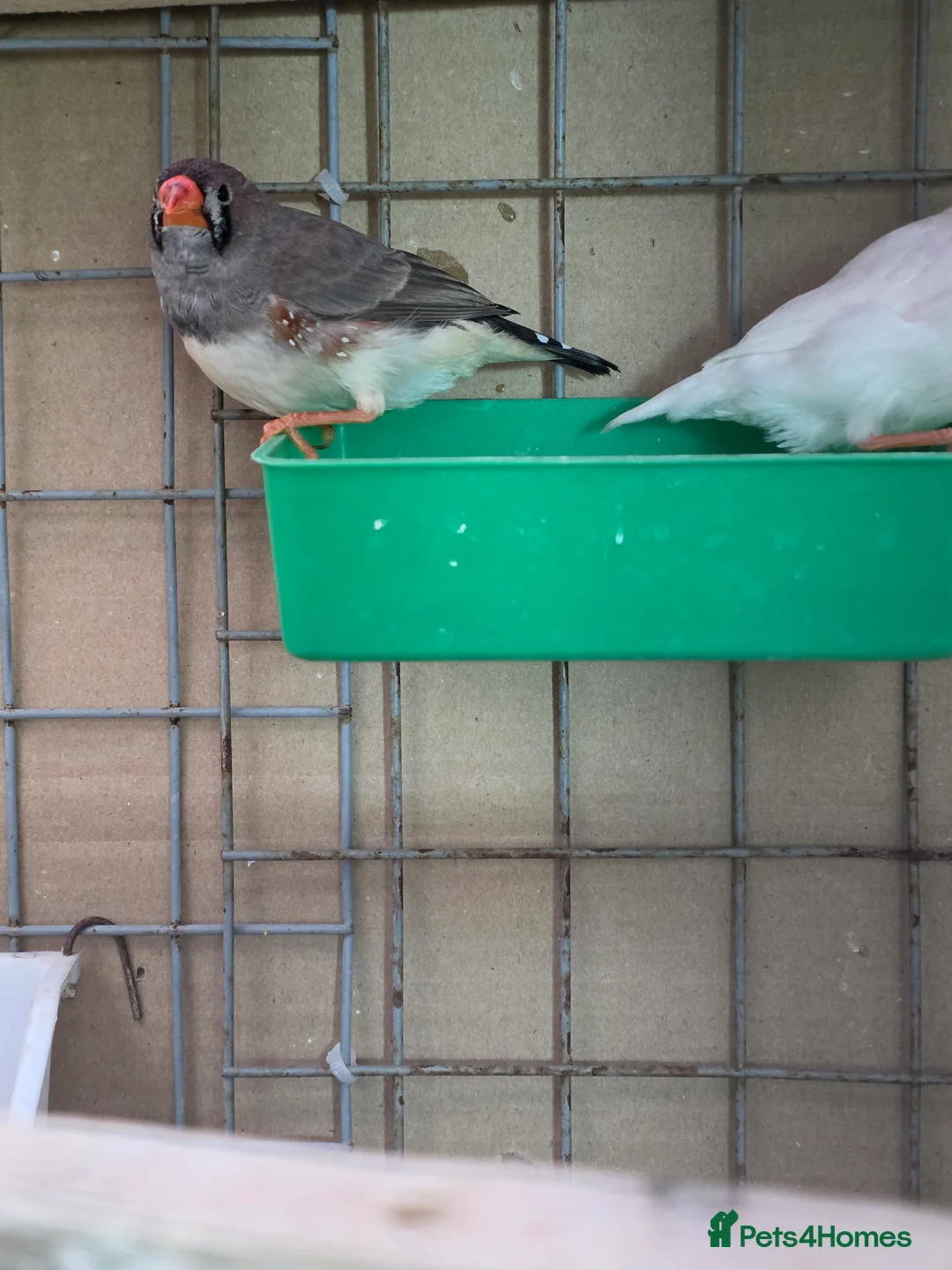 Finches birds for sale: Zebra Finch  - Advert 6