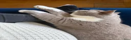 British Shorthair cats for sale: Sweet Male Cat + Automatic Feeders - Advert 3