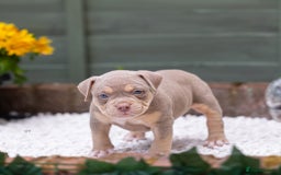 American Bully dogs for sale: American Bully Pocket  - Image 18