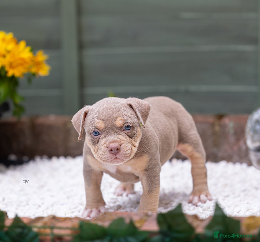 American Bully dogs for sale: American Bully Pocket  - Image 18