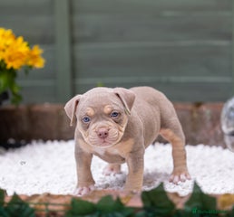American Bully Puppy 1