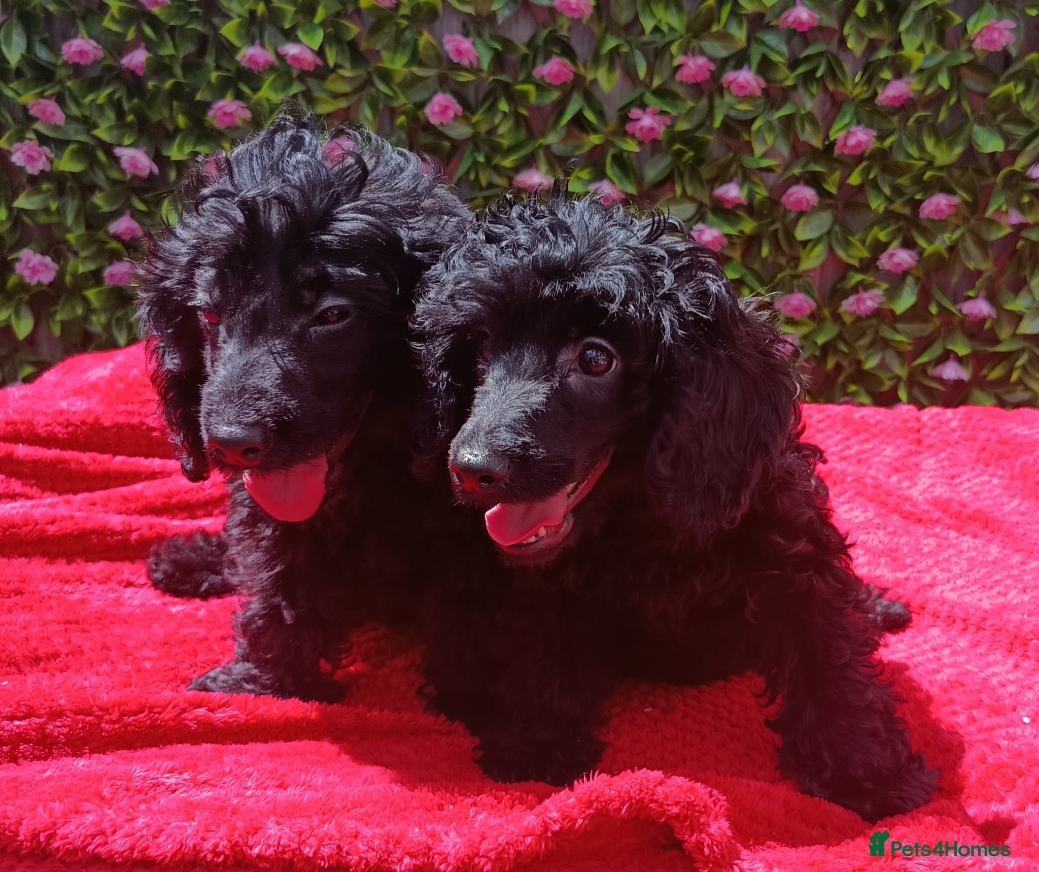 Cavapoo dogs for sale: FULLY VAX F1 CAVAPOO EXTENSIVELY H TESTED TOY SIZE - Advert 3