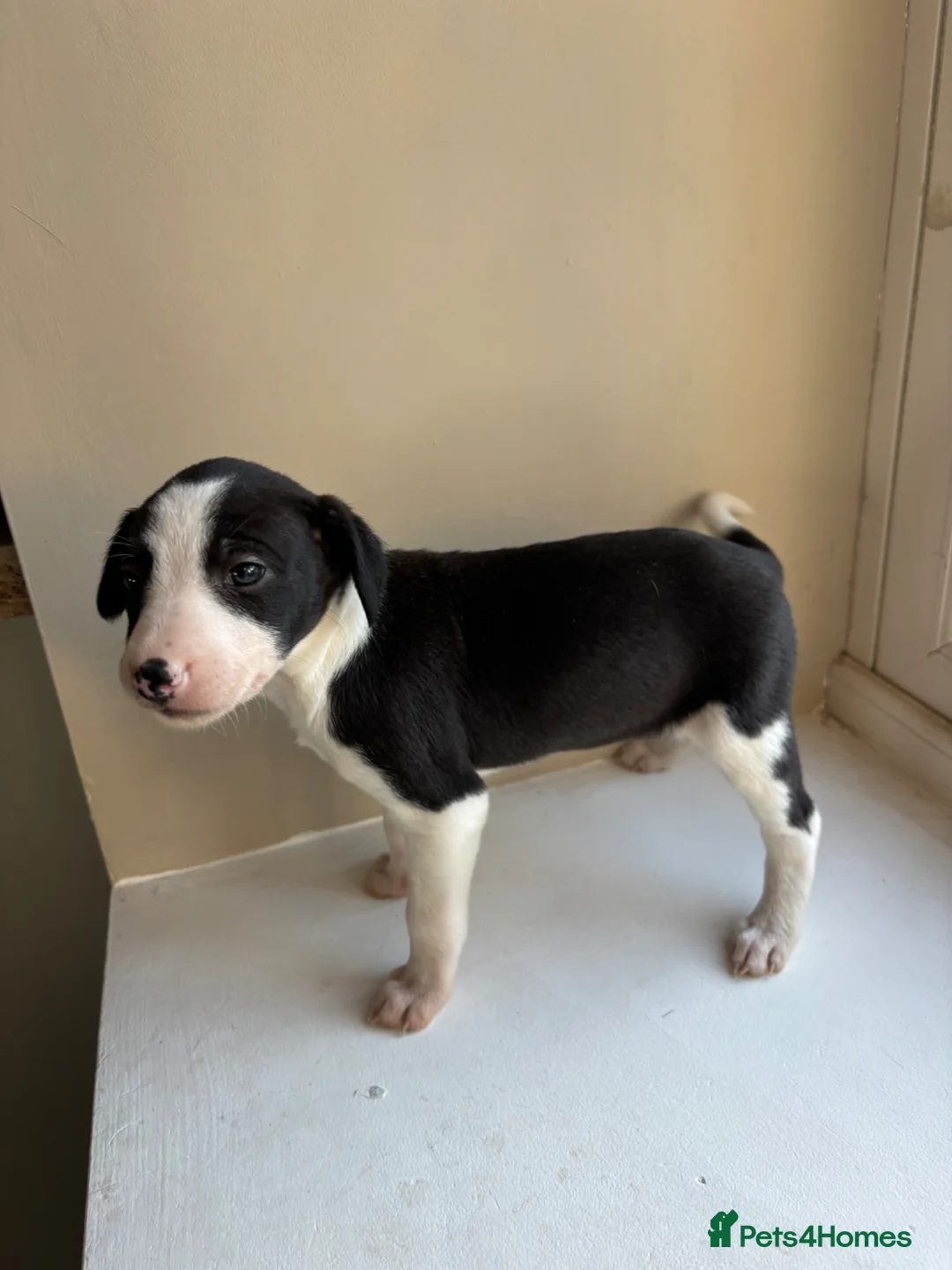Mixed Breed dogs for sale: Whippet Collie puppies - Advert 10