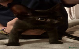 Domestic Shorthair cats for sale: 2 Female Kittens  - Image 21