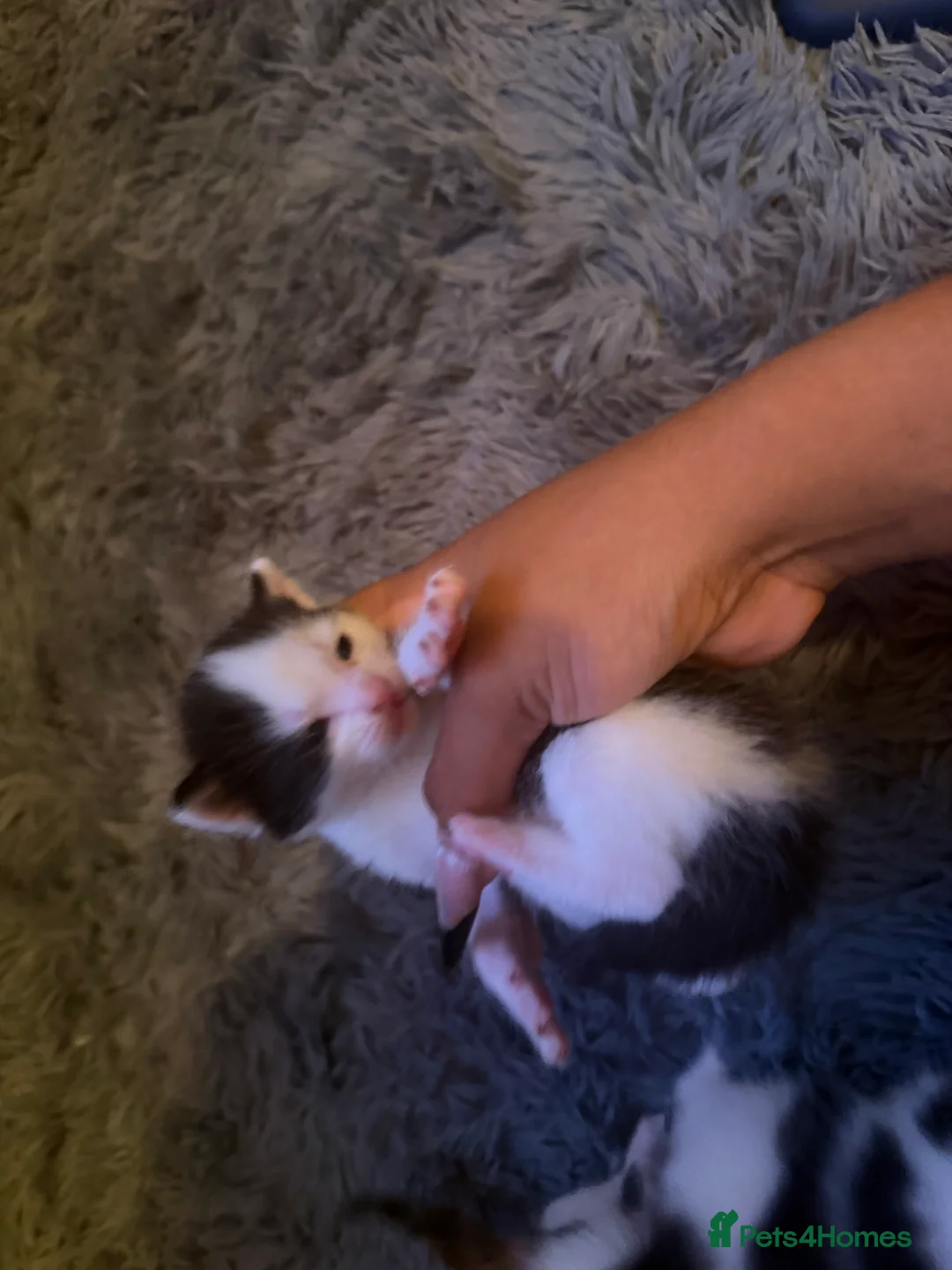 Mixed Breed cats for sale: New kittens for sale  - Advert 2