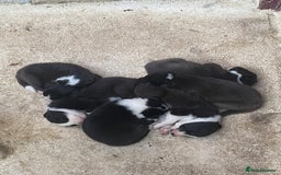 Border Collie dogs for sale: Border collie puppies 2 boys 2 girls  - Image 2