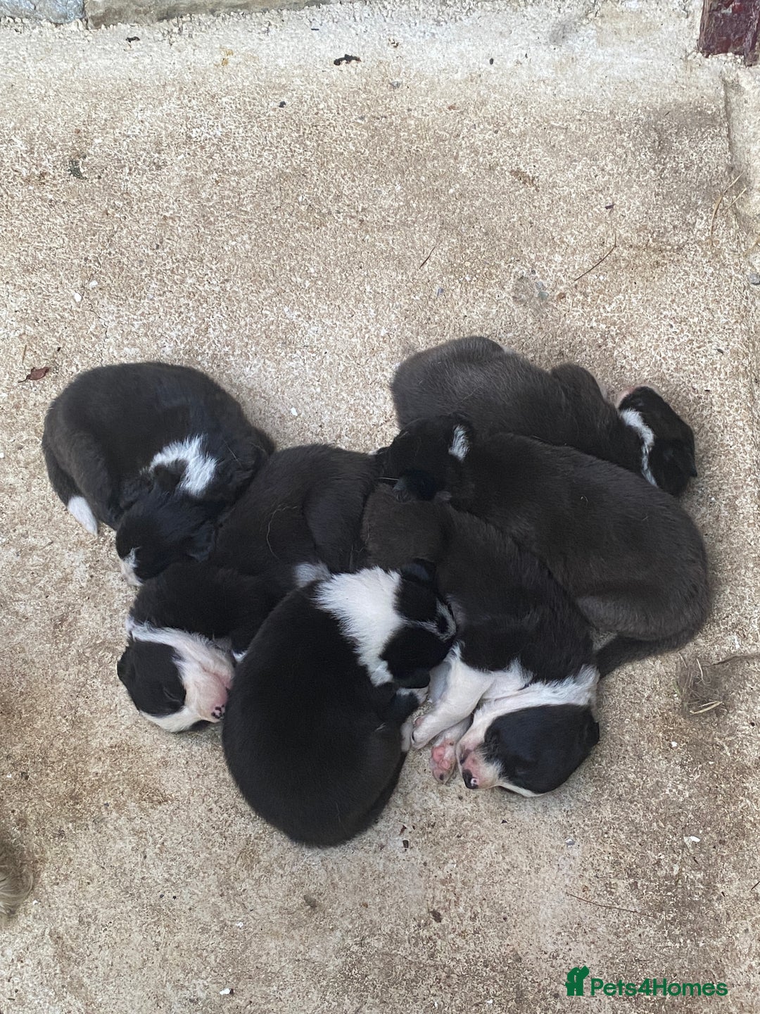 Border Collie dogs for sale: Border collie puppies 2 boys 2 girls  - Image 2