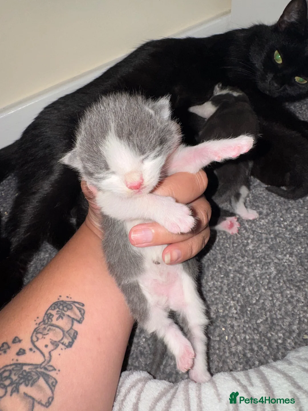 Domestic Shorthair cats for sale: 5 Stunning Kittens ready to reserve - Advert 35