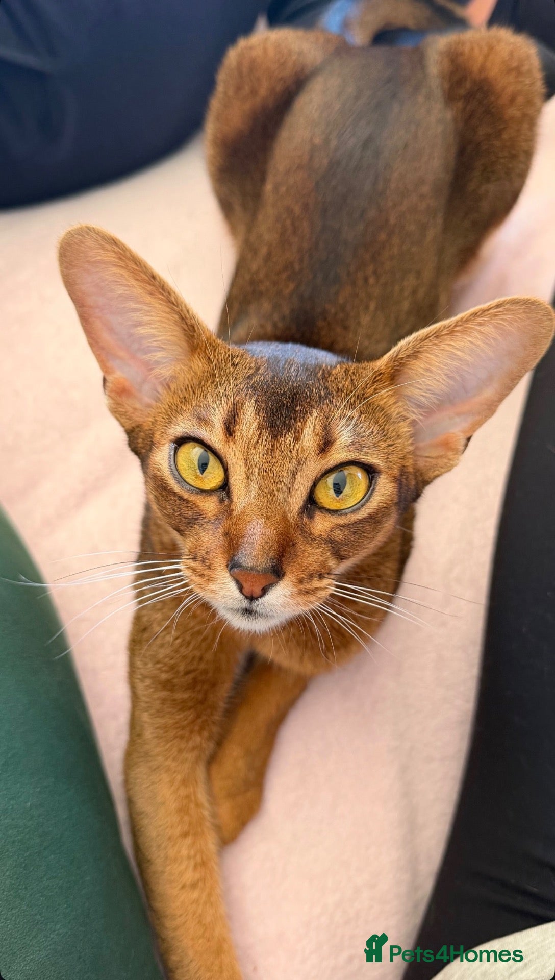 Abyssinian cats Pure Abyssinian available  - Advert 1