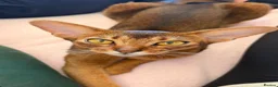 Abyssinian cats for sale: Pure Abyssinian available  - Advert 2
