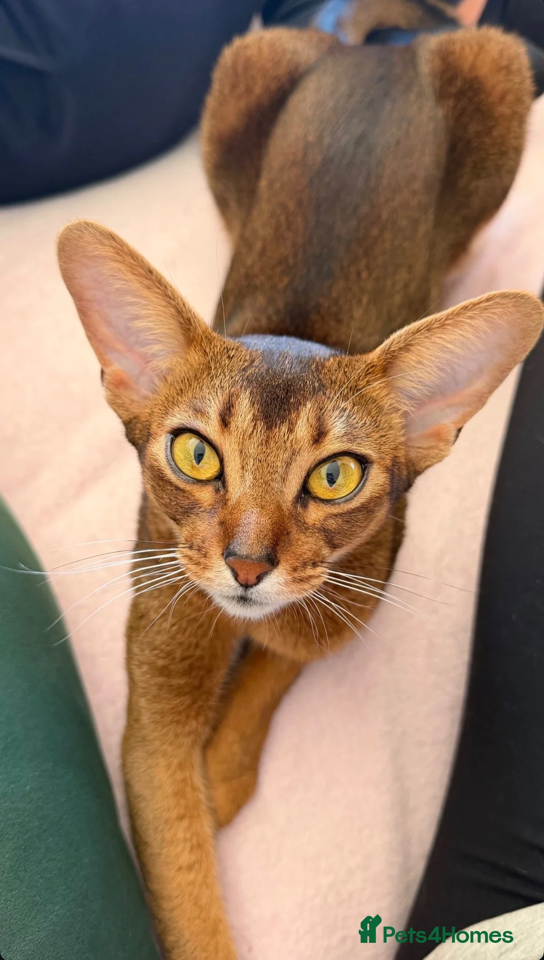 Abyssinian cats for sale: Pure Abyssinian available  - Advert 2