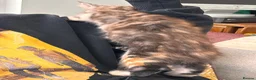 Maine Coon cats for sale: Maine Coon Kittens  - Advert 4