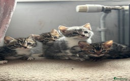 Bengal cats for sale: Full bengal kittens - Image 8