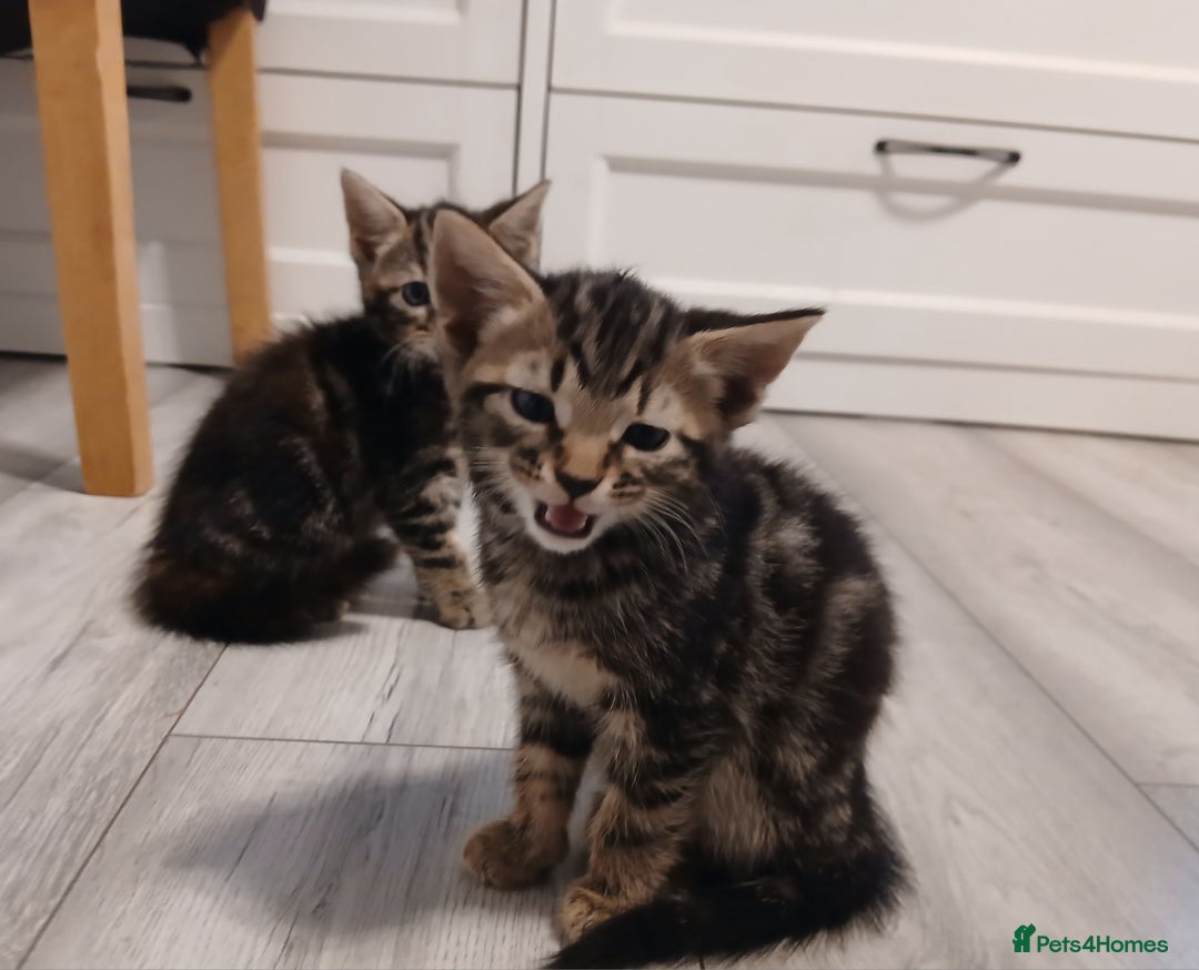 Mixed Breed cats for sale: 5 Kittens for a good home! - Image 14