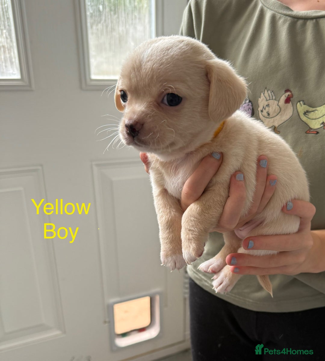 Pomchi dogs for sale: Beautiful Pomchi puppies  - Image 8