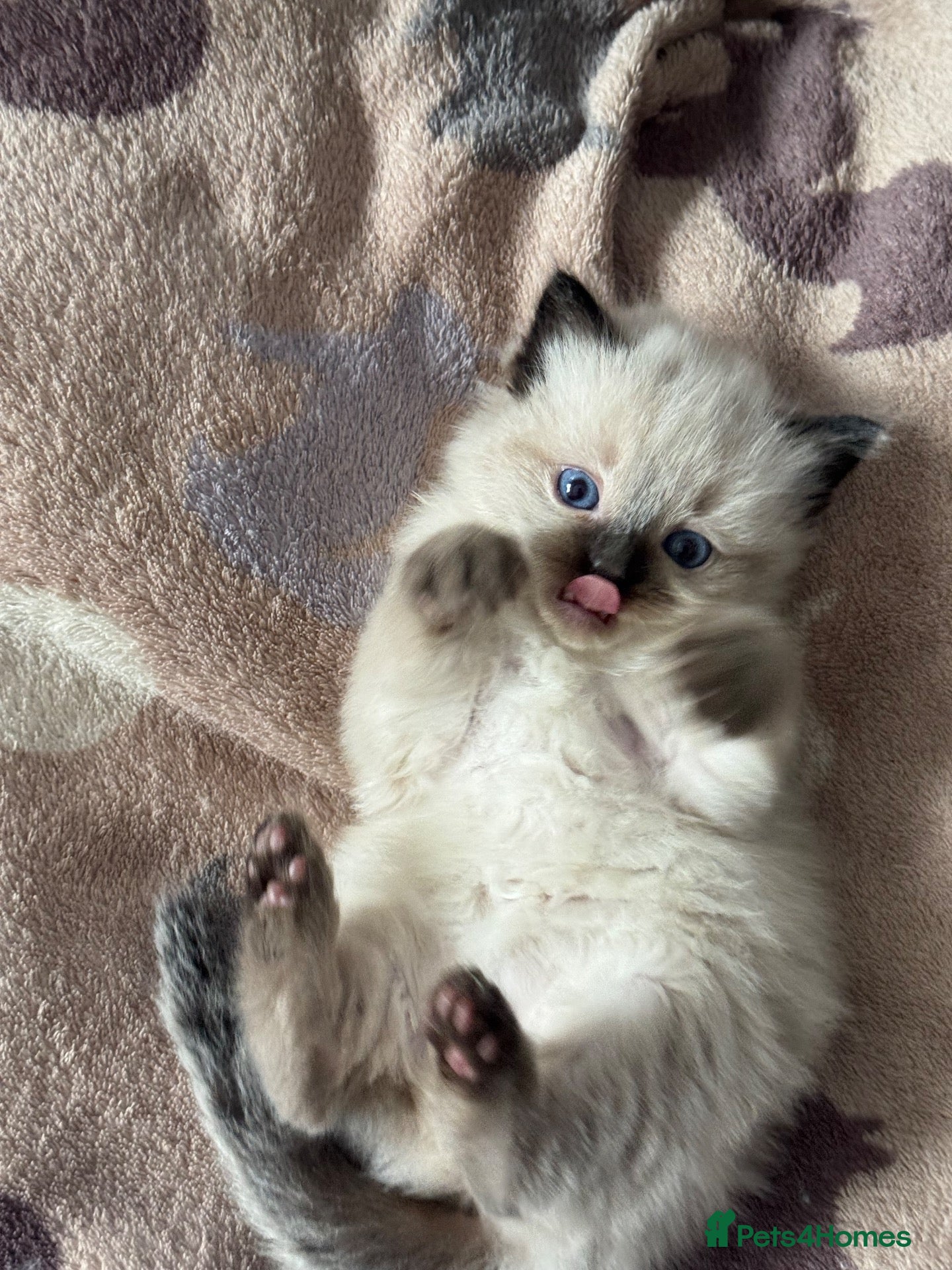Ragdoll cats PURE BREED RAGDOLLS - Advert 8