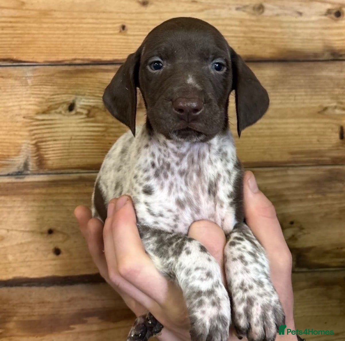 German Shorthaired Pointer dogs for sale: 🏆Exceptional GSP Puppies🏆 - Advert 13