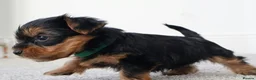 Yorkshire Terrier dogs for sale: Adorable Yorkshire Terrier Puppies 5 11.11.2026 - Advert 23