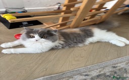 British Longhair cats for sale: British grey white brown long hair - Image 2
