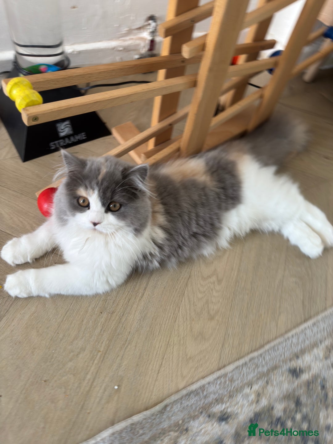 British Longhair cats for sale: British grey white brown long hair - Image 2