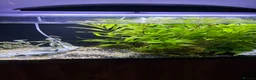 Barbs fish for sale: Full tank and set up for sale Everything included  - Advert 2