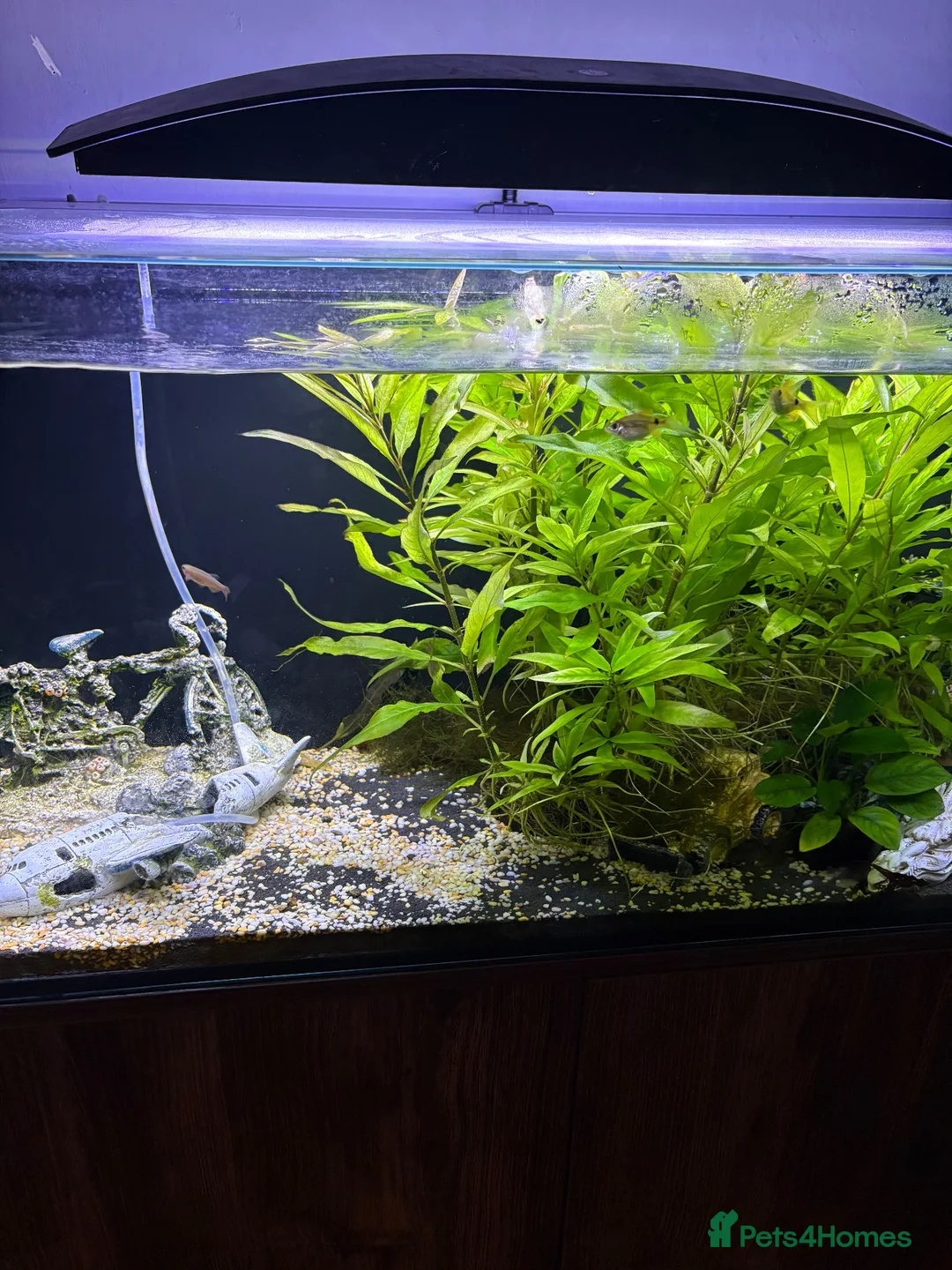 Barbs fish for sale: Full tank and set up for sale Everything included  - Advert 2
