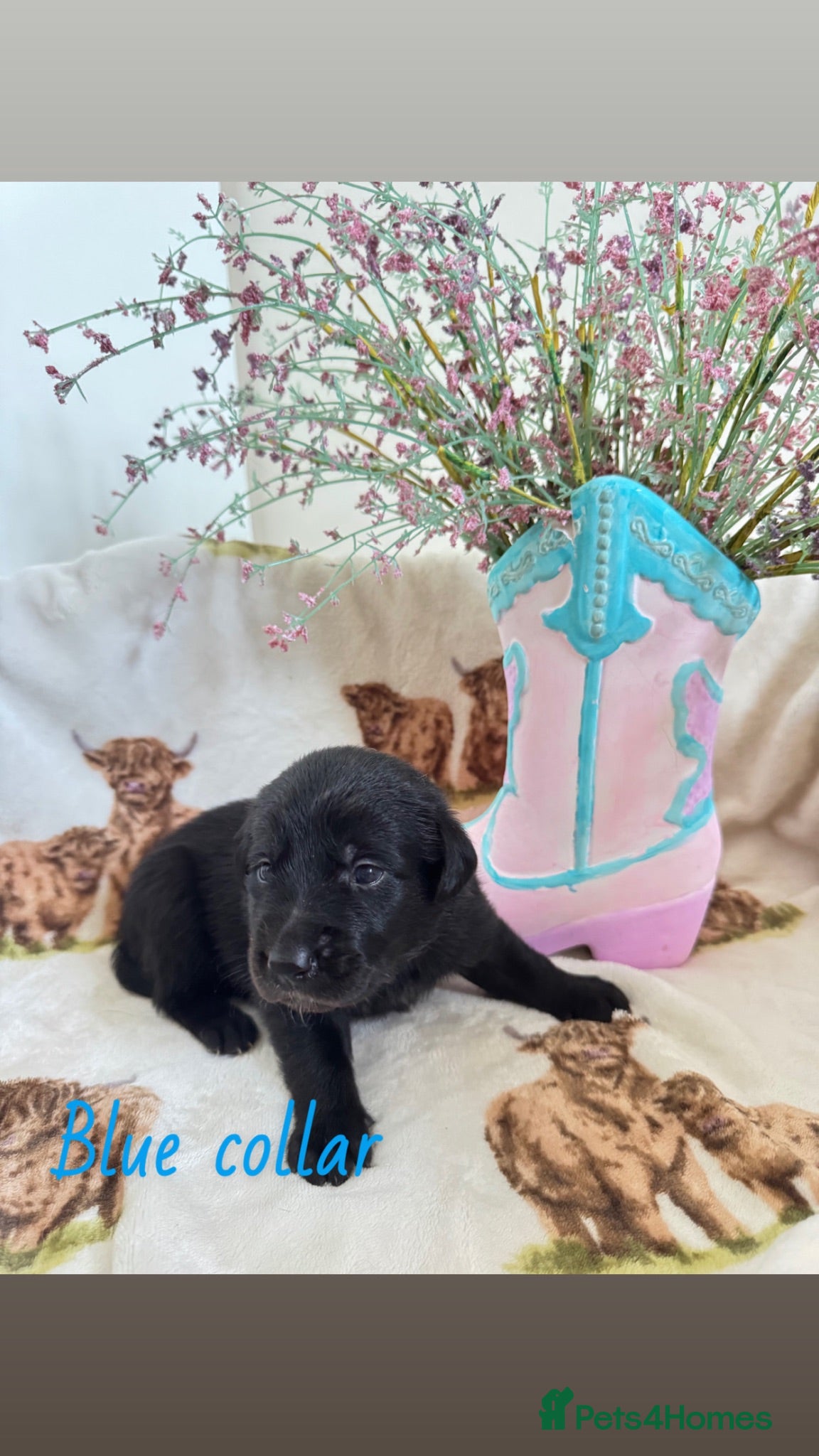Borador dogs Boarder puppies  - Advert 1