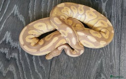 Python Snake reptiles for sale: Banana cinnamon mojave pos female maker  - Image 3