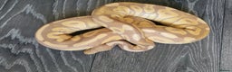 Python Snake reptiles for sale: Ball pythons adult males ,banana, lemon blast - Advert 3