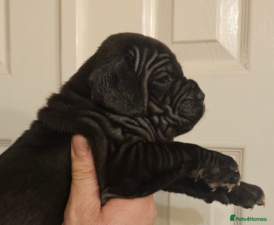 Neapolitan Mastiff dogs for sale: Makaevo Puppies - Advert 11