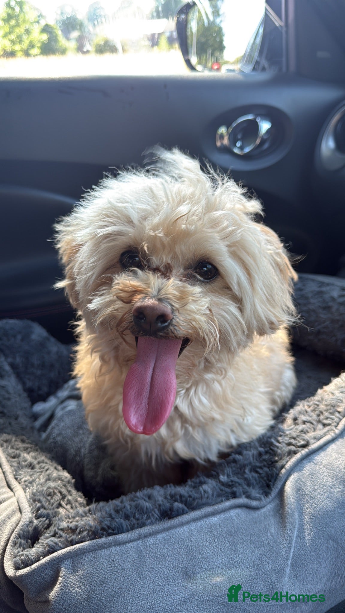 Maltipoo dogs 3 year old maltipoo  - Advert 1