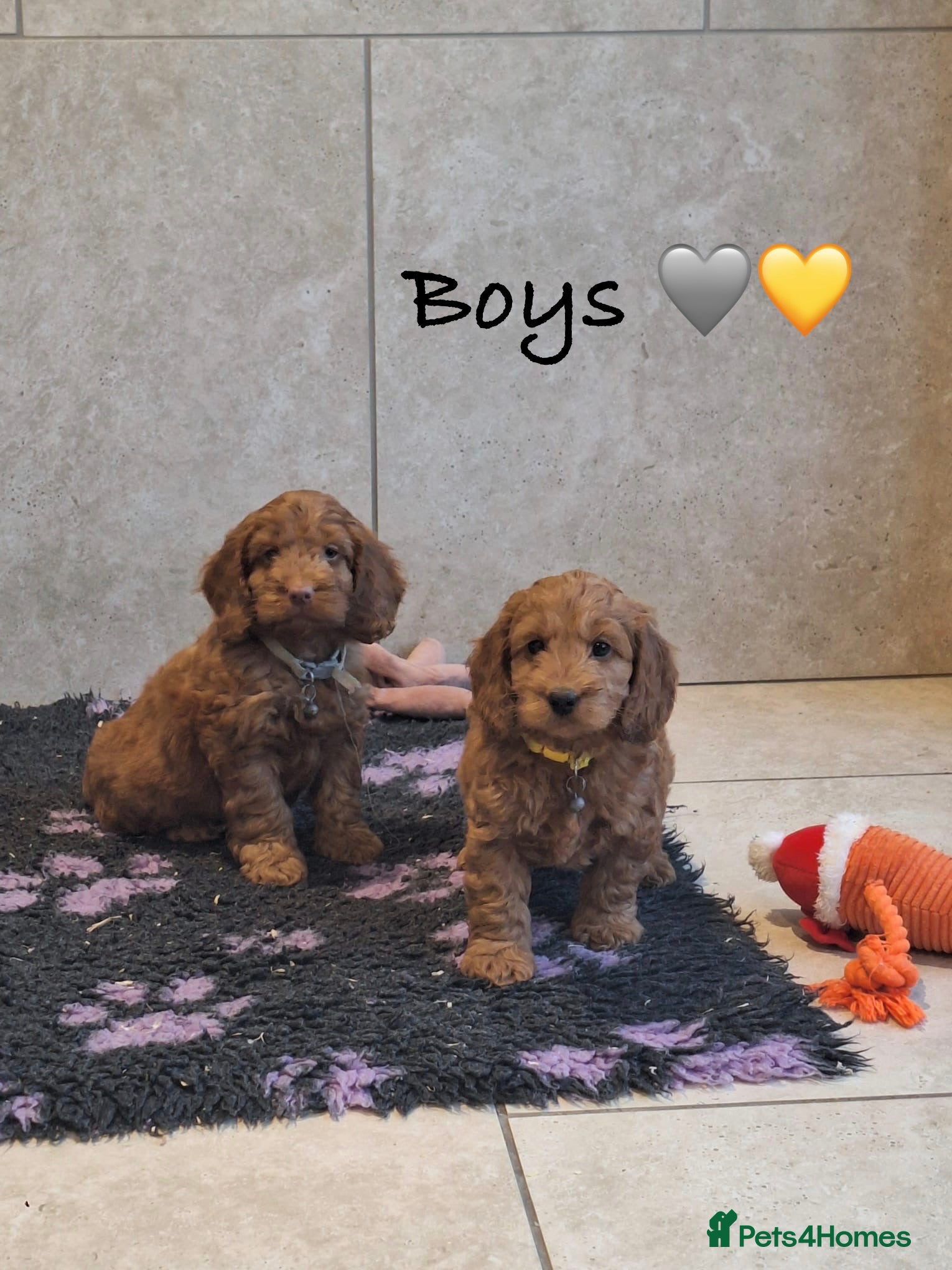 Cockapoo dogs F1 Cockapoo puppies - Advert 2