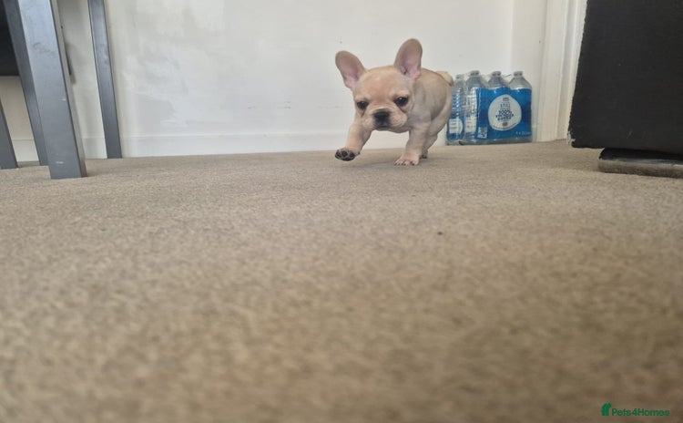 French Bulldog dogs French bulldog puppy Just 1 girl left!  - Advert 2