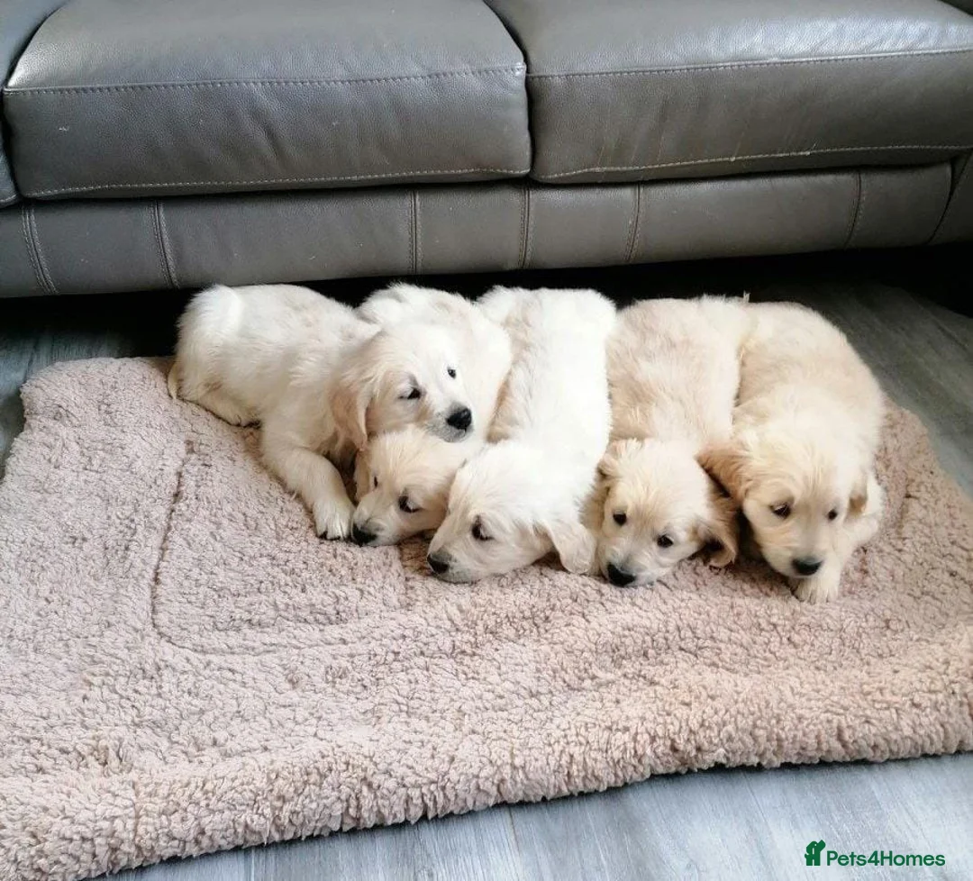 Golden Retriever dogs for sale: Adorable Golden Retriever puppies available.  - Advert 2