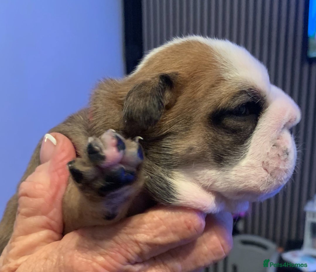 English Bulldog dogs for sale: English bulldog  - Advert 4