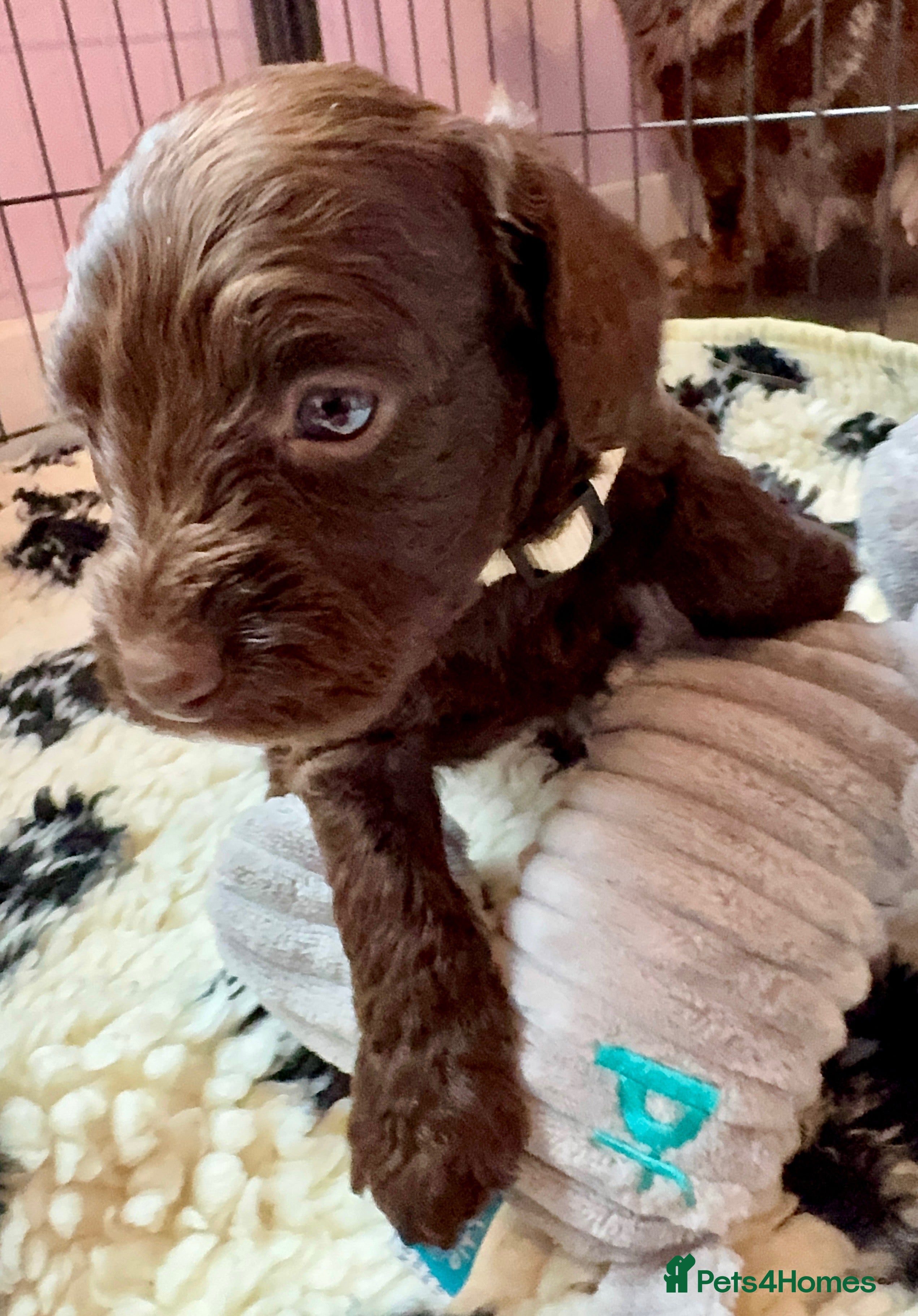 Doxiepoo dogs Beautiful Doxiepoo puppies  - Advert 2