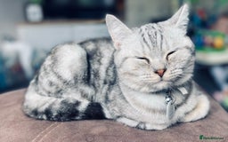 British Shorthair cats for sale: British Shorthhair Kittens  - Image 10