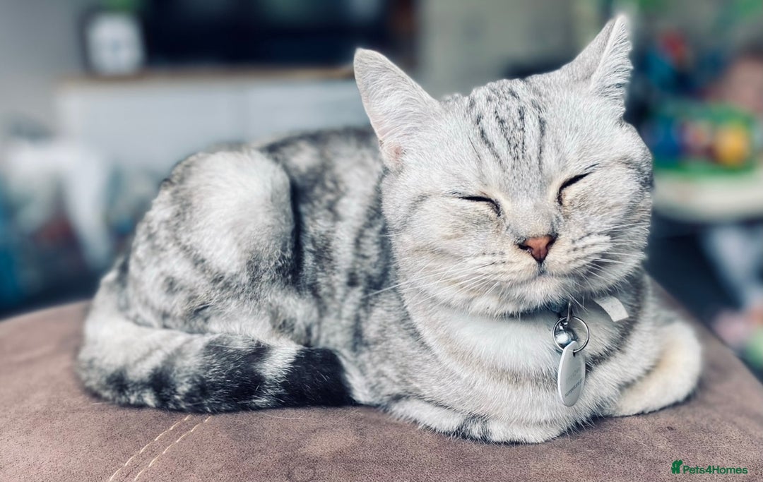 British Shorthair cats for sale: British Shorthhair Kittens  - Image 10