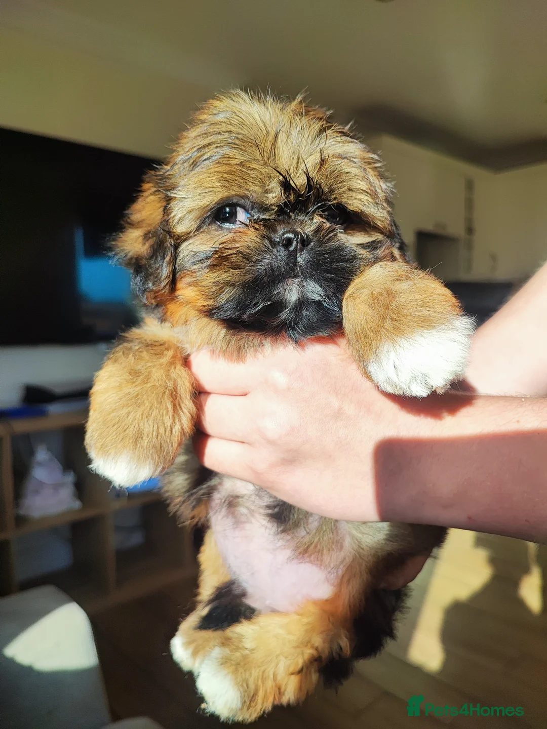 Shih Tzu dogs for sale: Beautiful imperial shih tzu puppies  - Advert 2