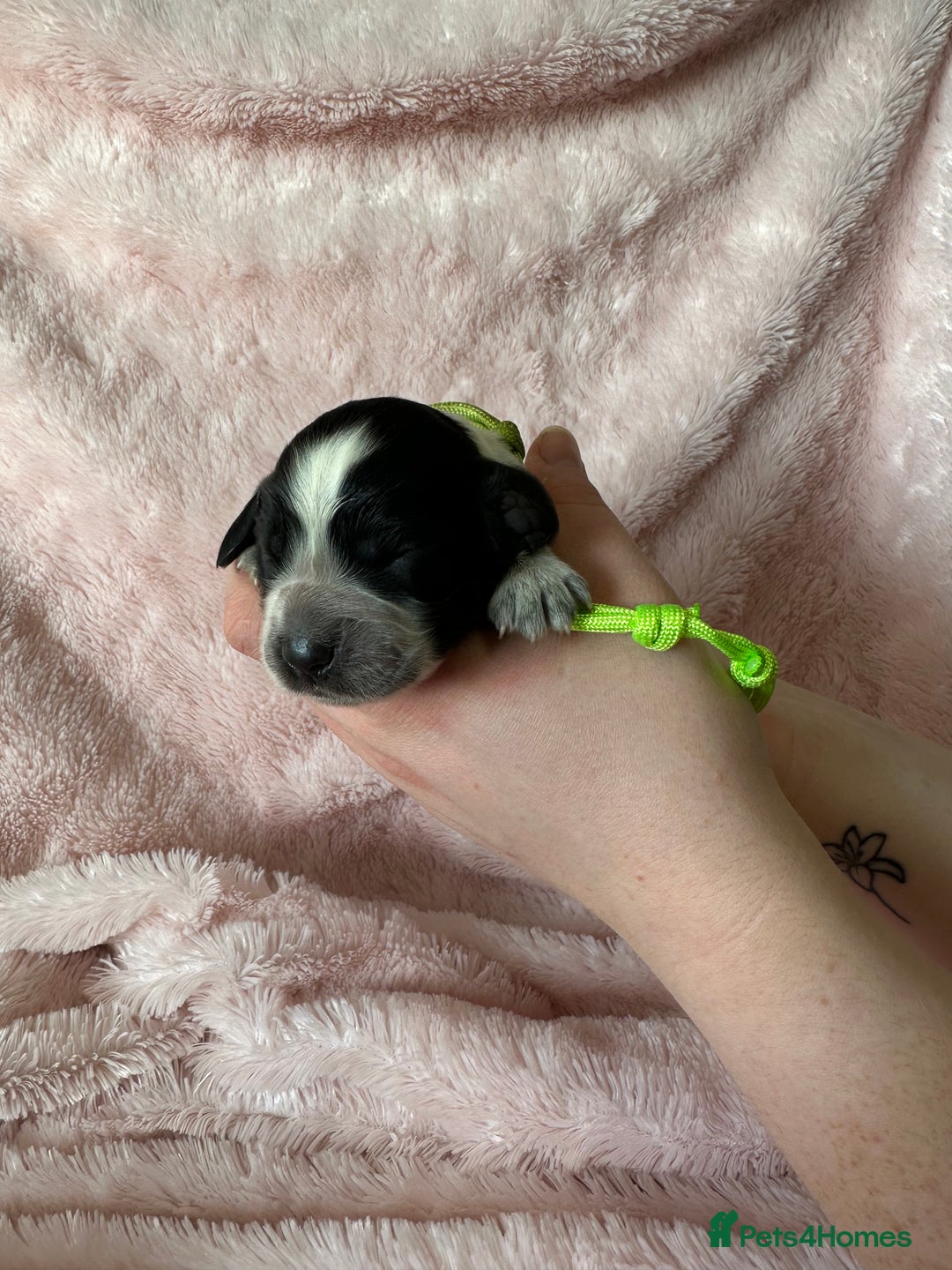 Cocker Spaniel dogs for sale: Cocker Spaniel Pups - Solid & Roan - Farlavale - Advert 13