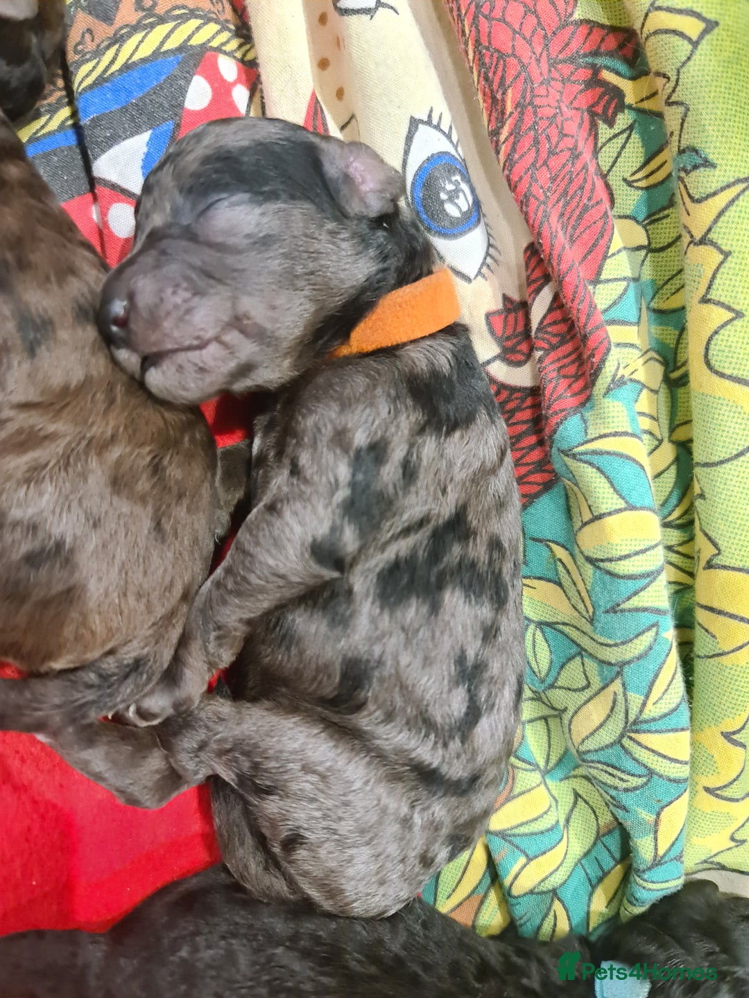 Cockapoo dogs for sale: ADORABLE F2B COCKAPOO PUPPIES 🐶 😍  - Image 8