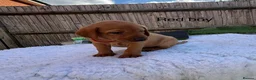 Labrador Retriever dogs for sale: Labrador puppies - Advert 11