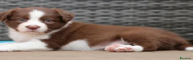 Border Collie 4