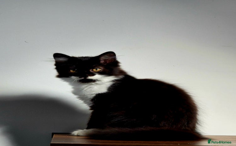 British Longhair cats - Advert 2