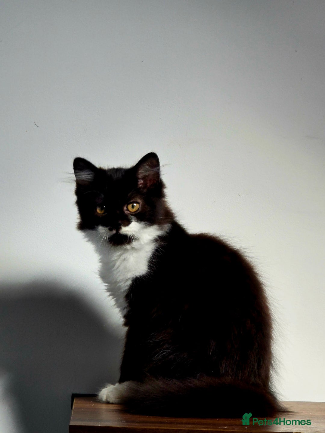 British Longhair cats for sale: British Long Hair Male kittens ( only 1 left) - Advert 1