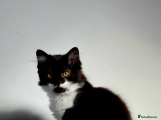 British Longhair cats for sale - Advert 1