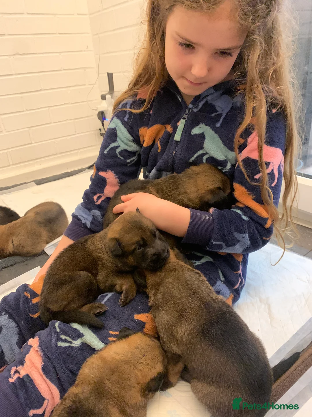Mixed Breed dogs for sale: Belgian Malinois x German Shepherd puppies  in Preston - Advert 2